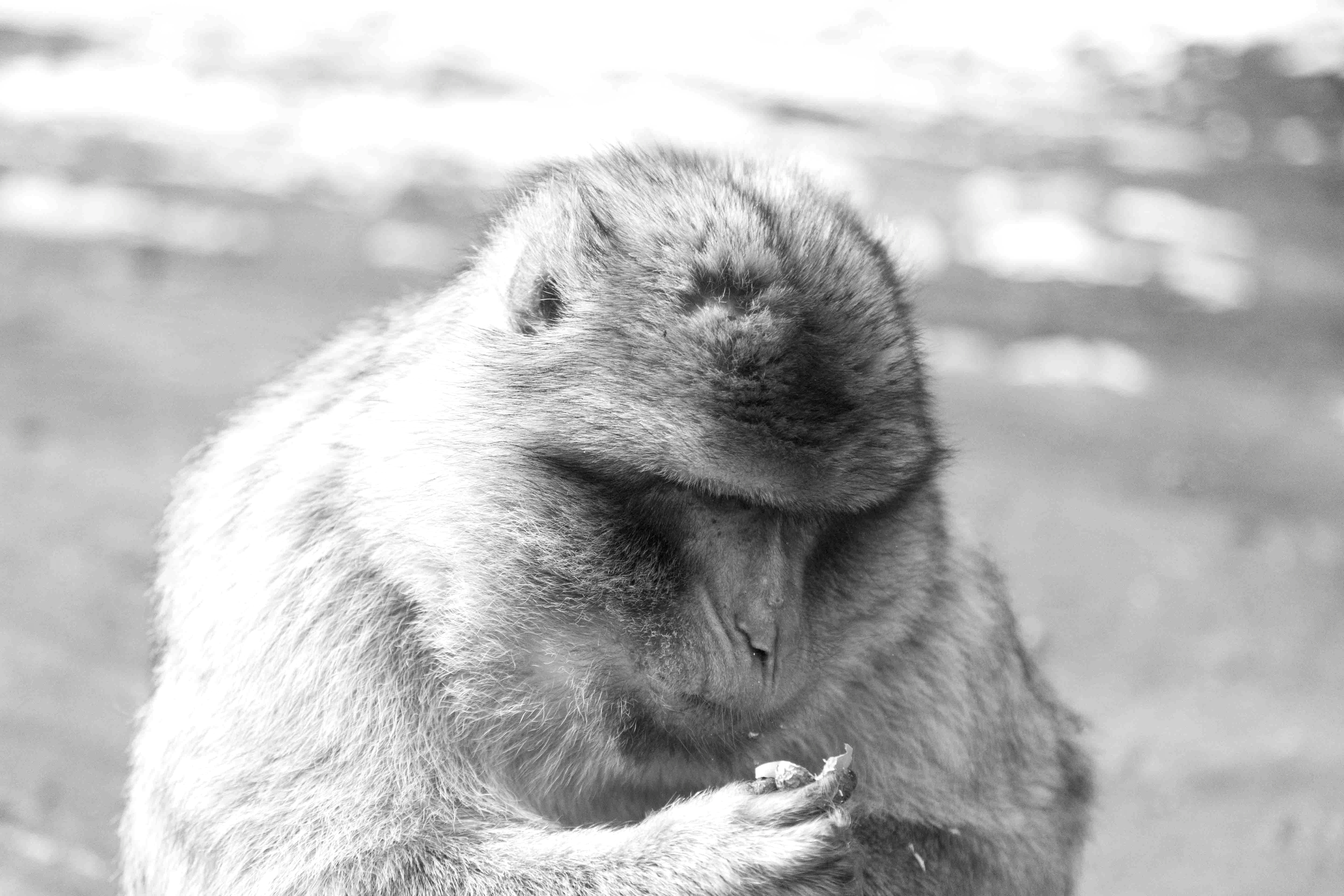 Magic Marocco: Meditating over Peanuts