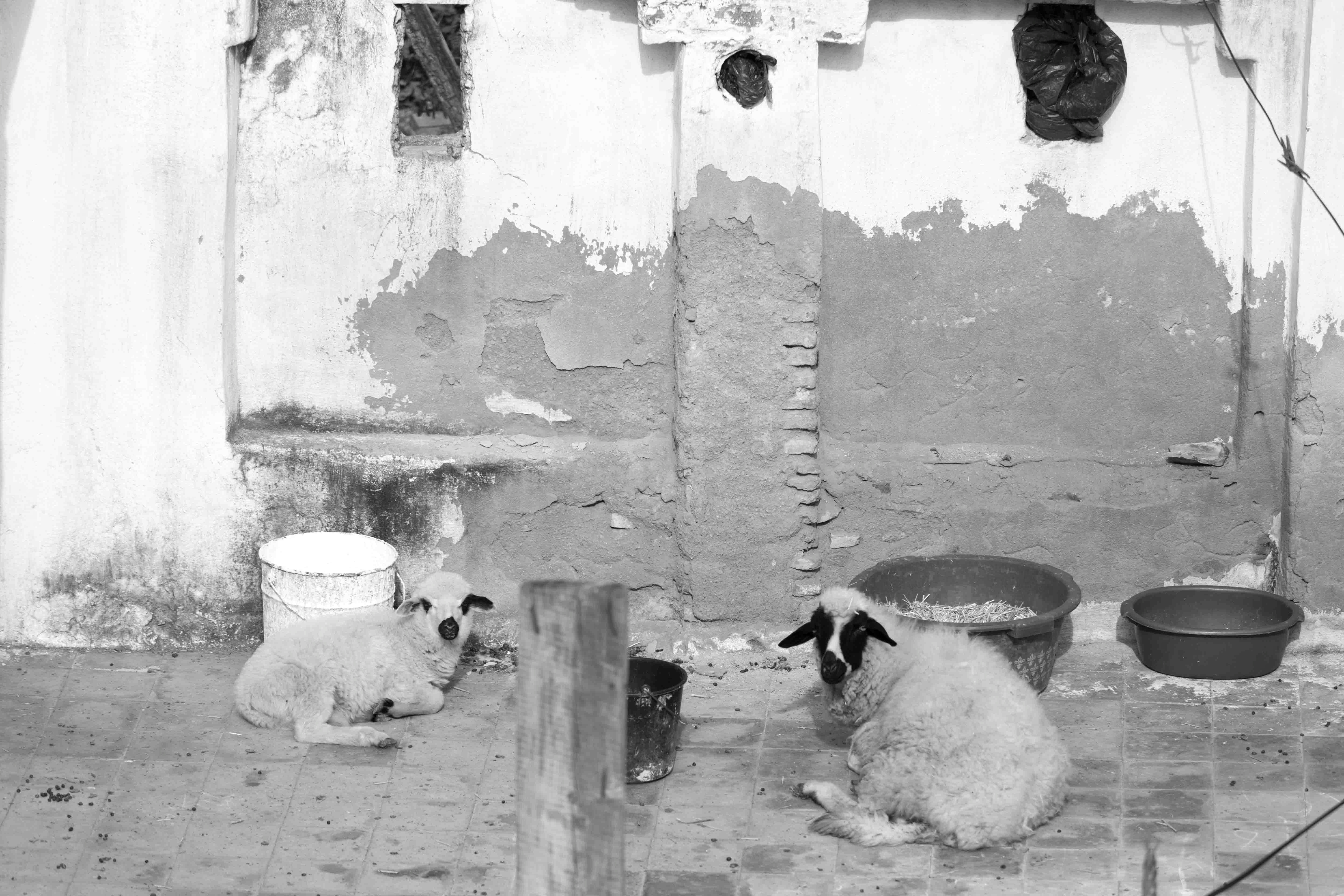Magic Marocco: Sheep on the Roof