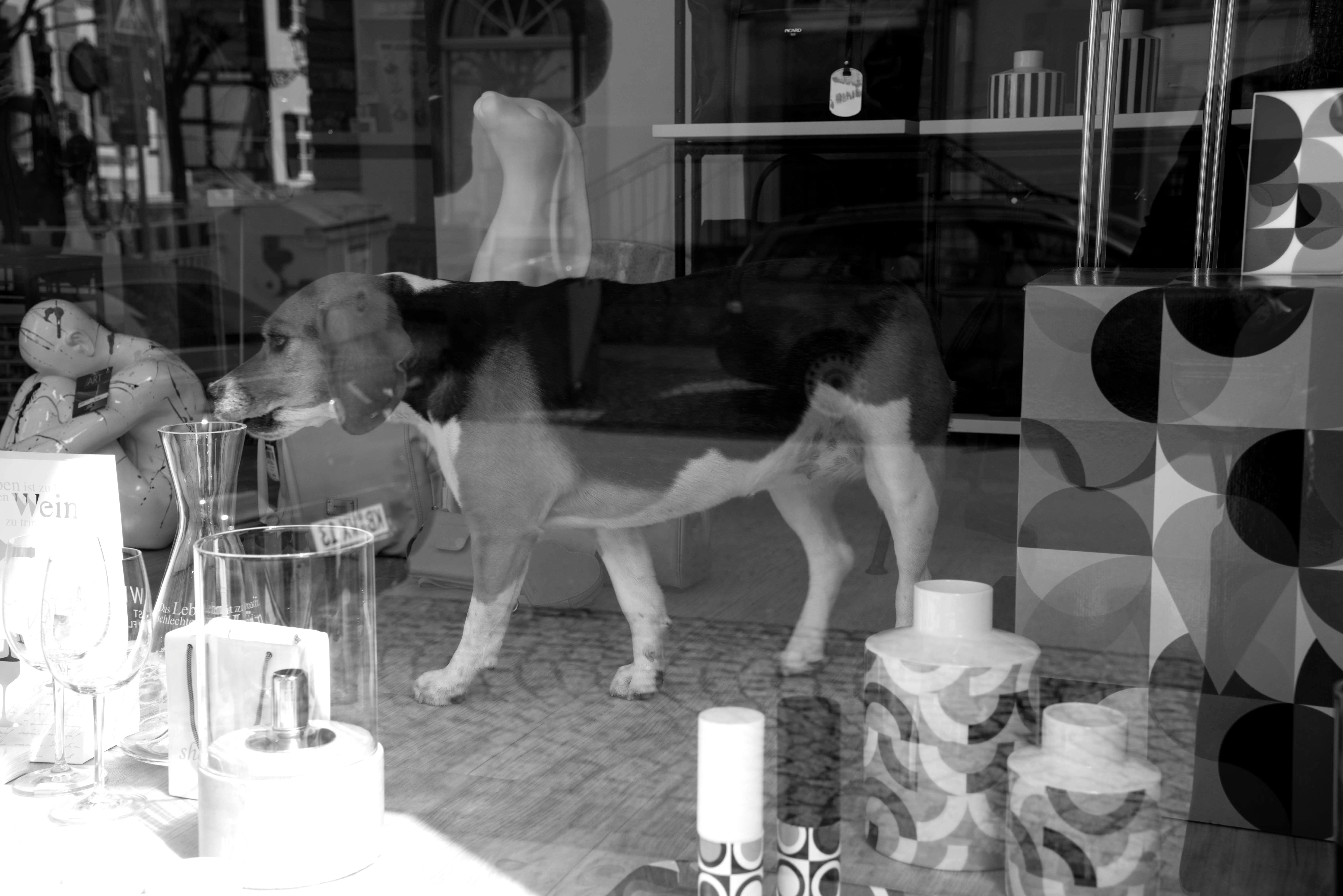 Hund im Schaufenster