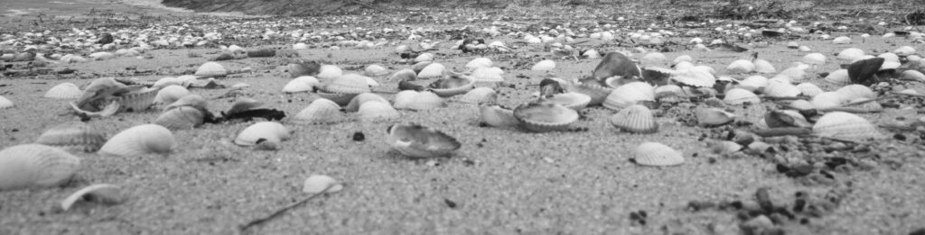 Muscheln am Sandstrand an der Nordsee in Cuxhaven, Foto: Robert B. Fishman, 21.4.2016