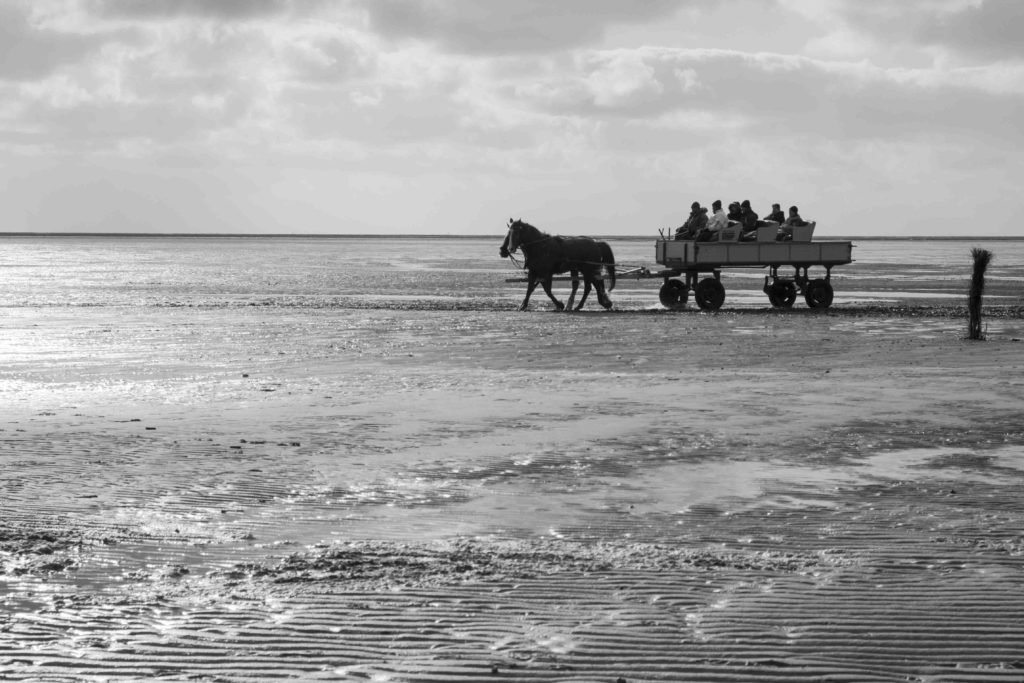 Touristenfahrt im Pferdewagen zur Insel Neuwerk im Sonnenuntergang im Wattenmeer in Cuxhaven, Foto: Robert B. Fishman, 21.4.2016