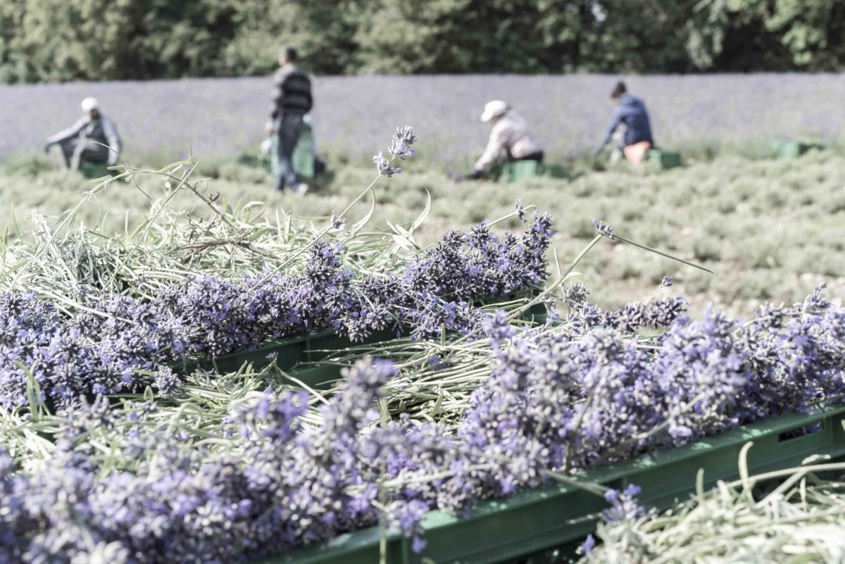 Due to climate change Lavender is being grown and harvested in Detmold in the Northwest of Germany
