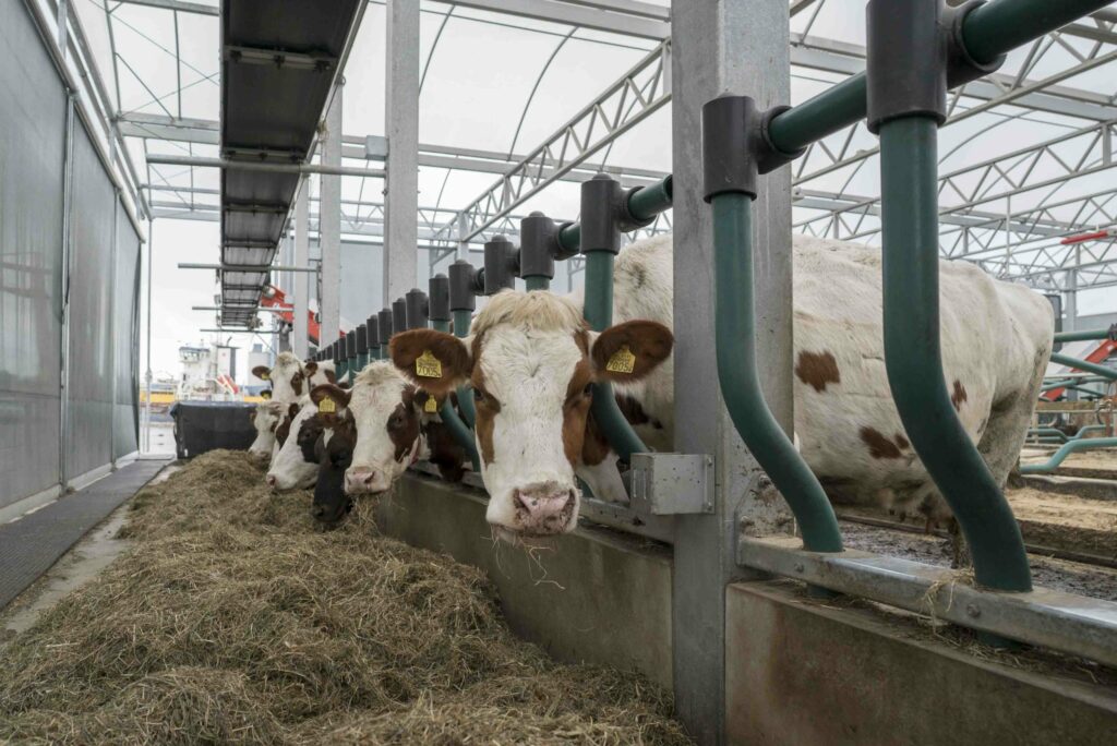 Kühe auf der schwimmenden Milchfarm in Rotterdam