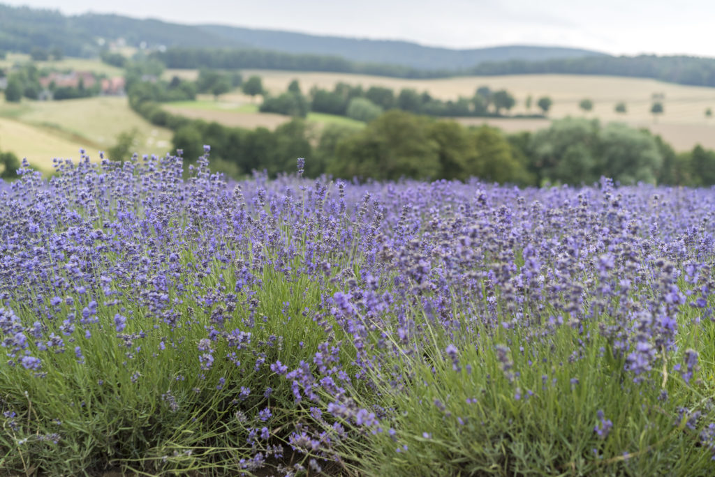 Im Zuge des Klimawandels gedeiht Lavendel jetzt auch in Detmold, Foto: Robert B. Fishman