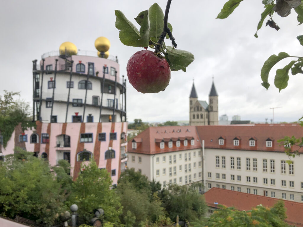 Apfel hängt am Baum vor der Grünen Zitadelle in Magdeburg 
