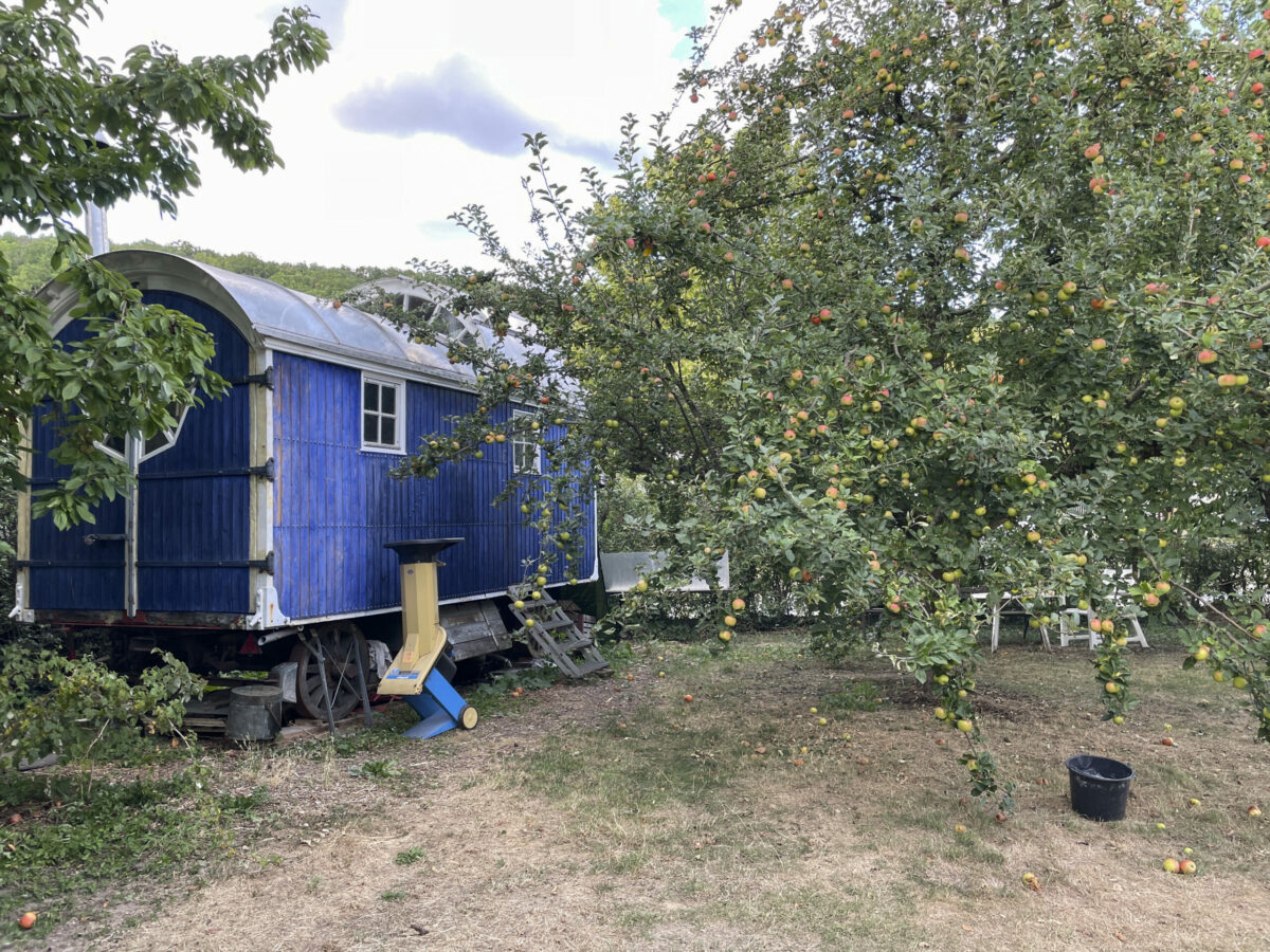 Ein blauer Bauwagen steht hinter einem Apfelbaum voller Früchte im Garten der Kommune Niederkaufungen bei Kassel