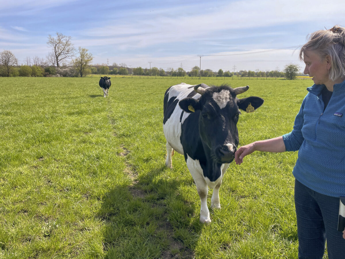 BioBoden-Hof Laakenhof im Münsterland: Landwirtin mit einer Kuh auf der Weide