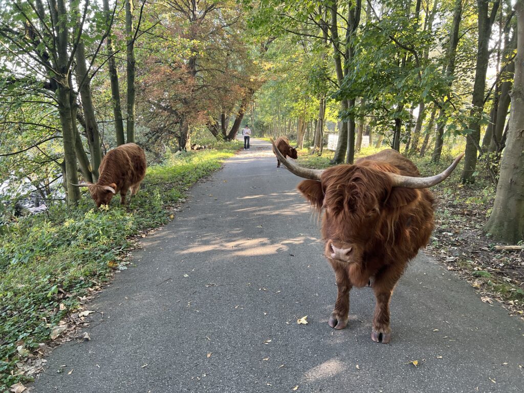 Highland-Rinder grasen auf der neuen Naturschutz-Insel Brienenoord in Rotterdam